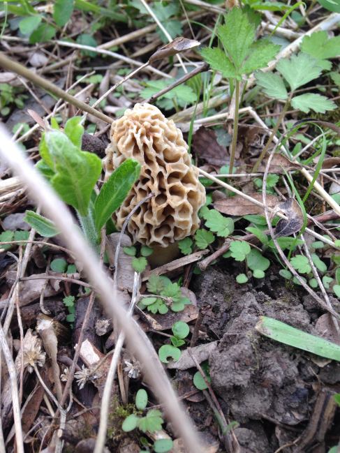 morel