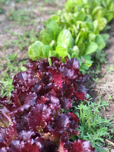 Garden Lettuce